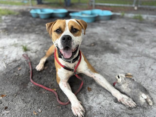 HORIZON, Adoptable, Young Male Pit Bull Terrier & Mixed Breed.