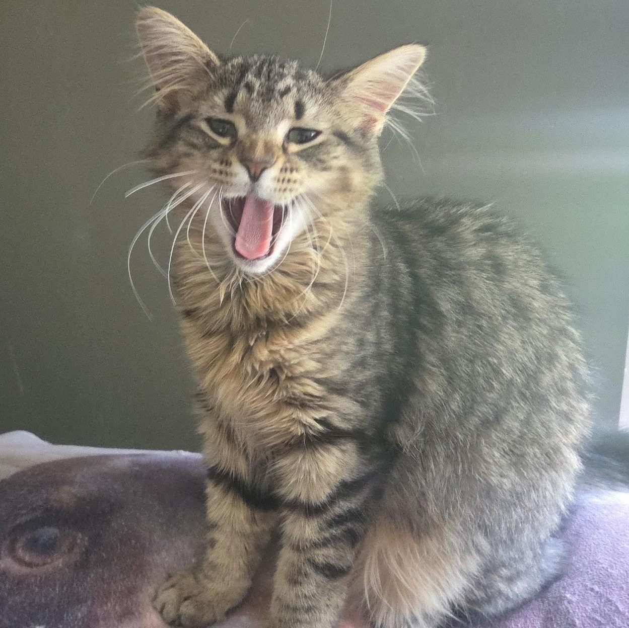 Mitzy, an adopted Domestic Long Hair in Cranford, NJ image 3/5