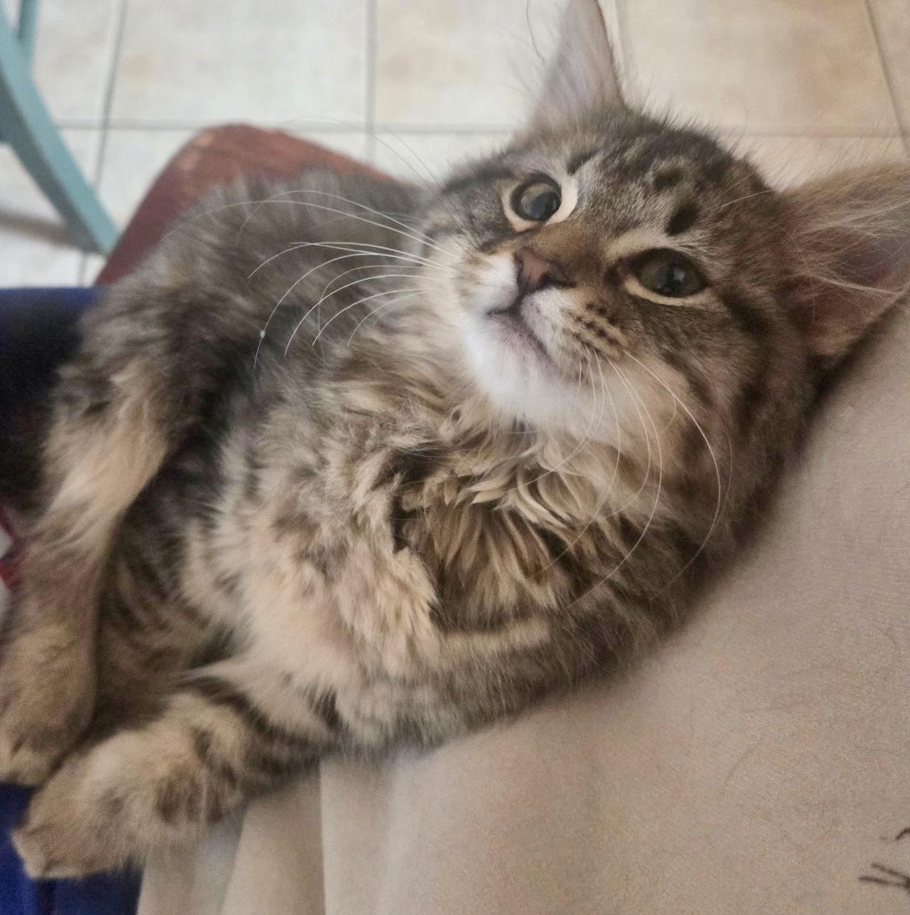 Mitzy, adopted, Kitten Female Domestic Long Hair.