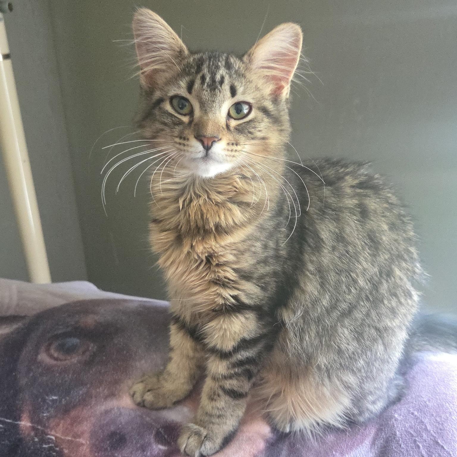 Mitzy, an adopted Domestic Long Hair in Cranford, NJ image 2/5