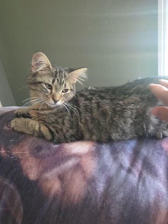 Enlarge Mitzy, an adopted Domestic Long Hair in Cranford, NJ video 4/5
