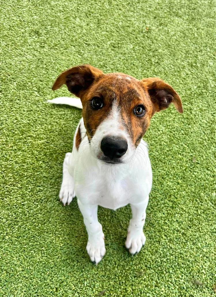 Jorge, Adopted, Young Male Beagle & Terrier.