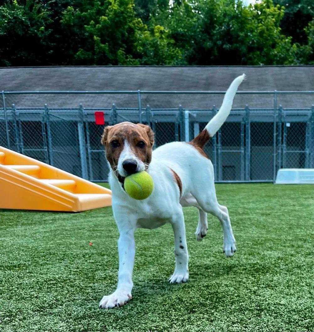 Enlarge Jorge, a Adopted mixed breed in Godfrey, IL image 3/5