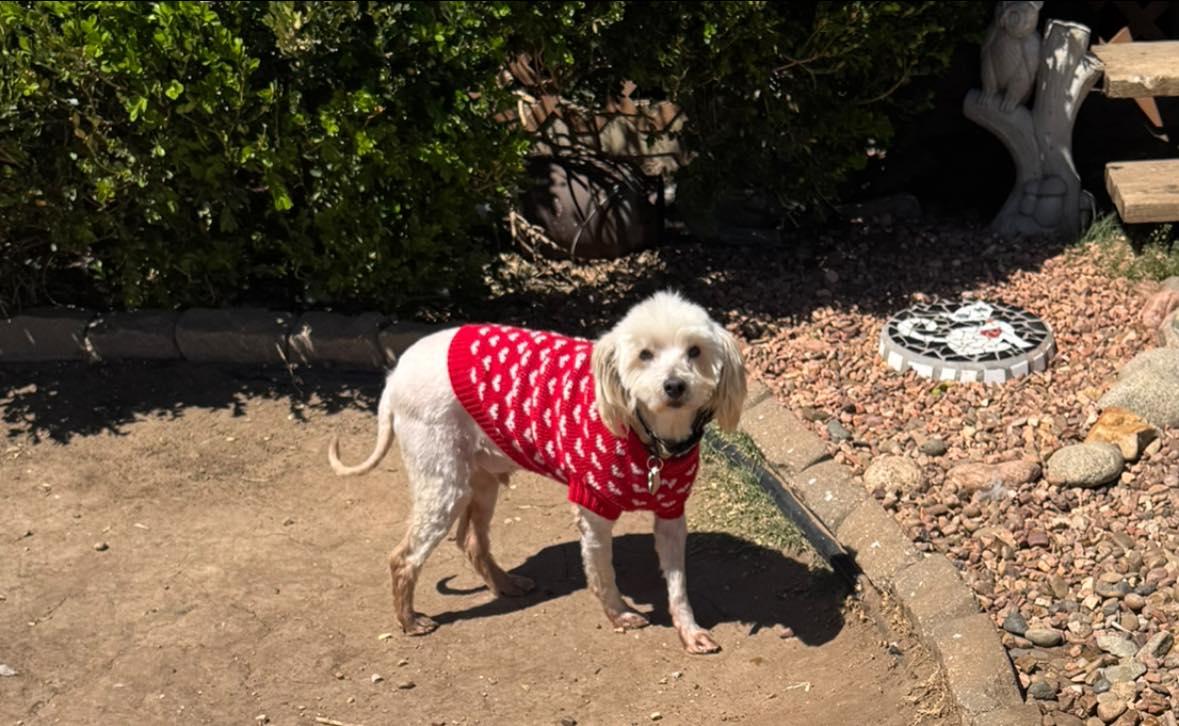 Enlarge Bruno Mars , a ADOPTABLE mixed breed in Kiowa, OK image 6/6