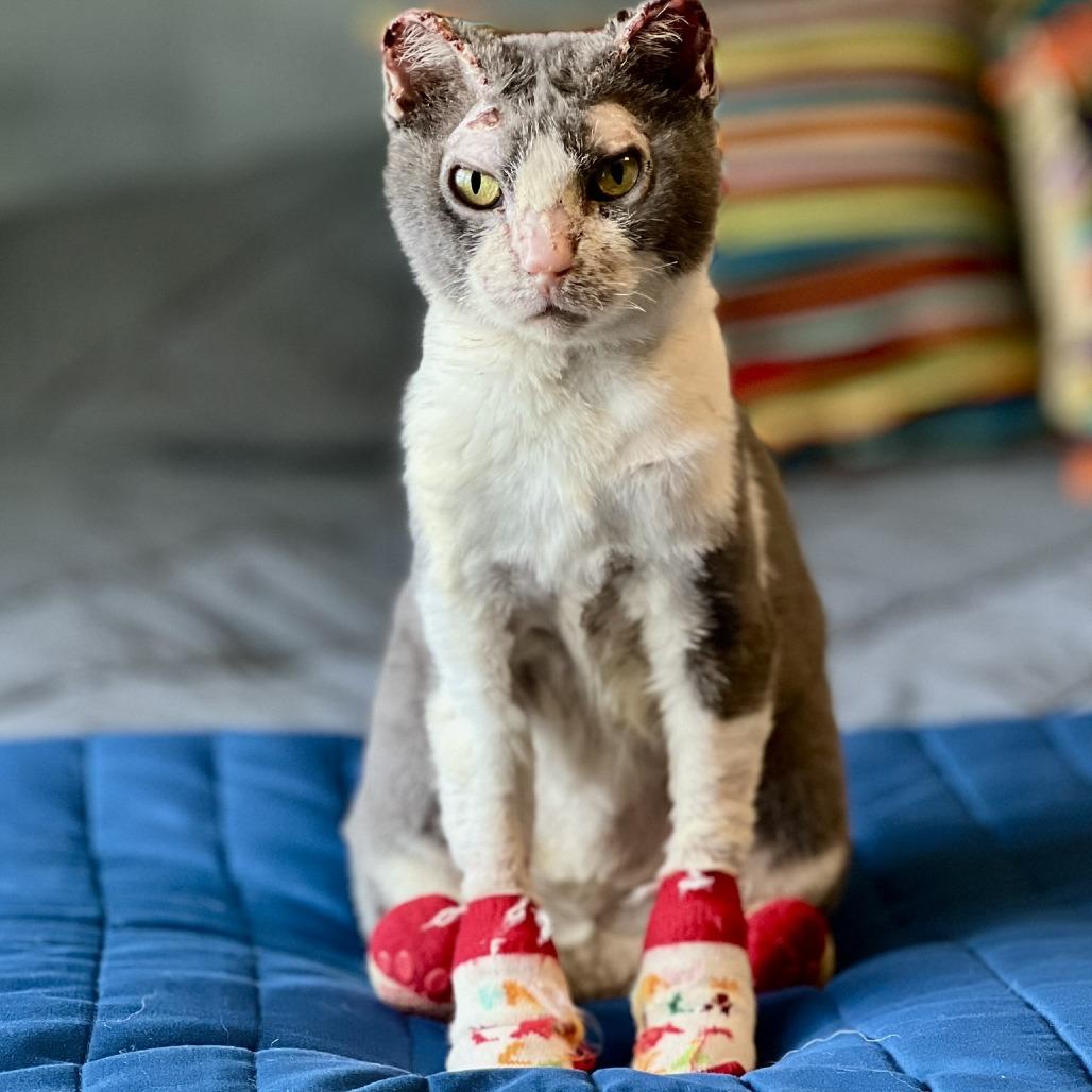 Mitty, Adoptable, Senior Female Domestic Short Hair.