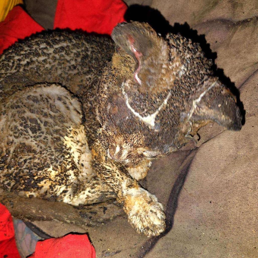 Mitty — thumbnail 2