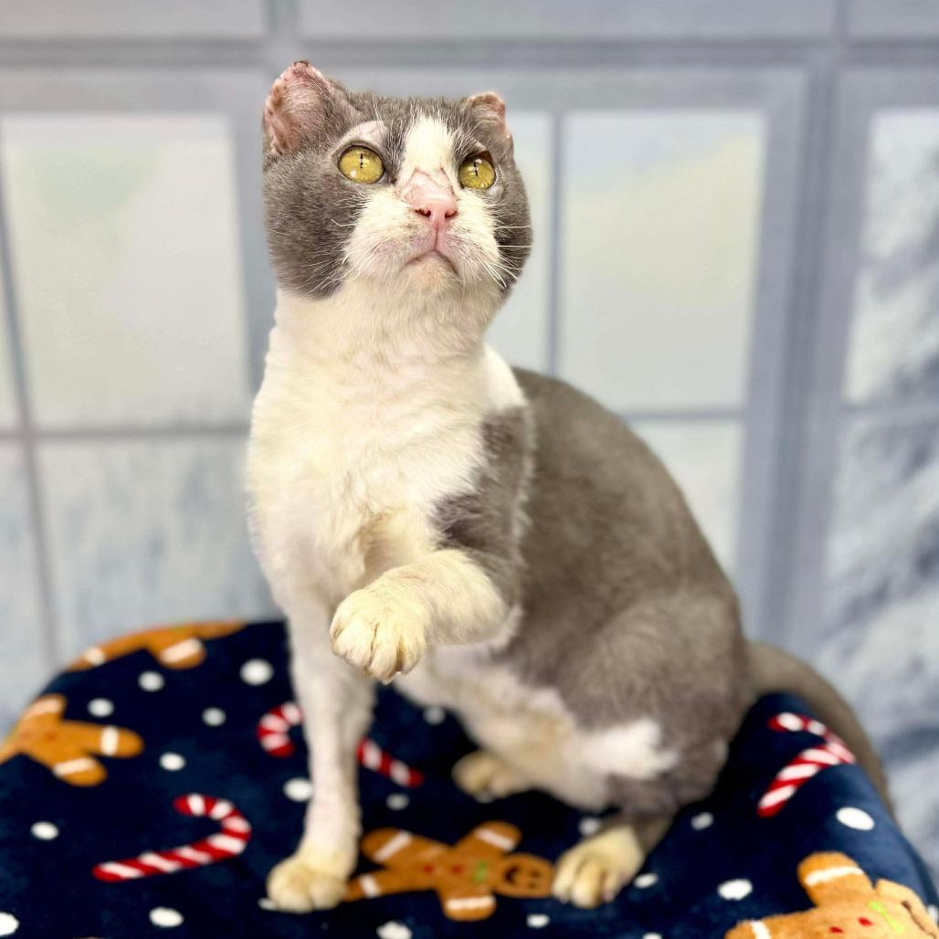 Mitty — thumbnail 4