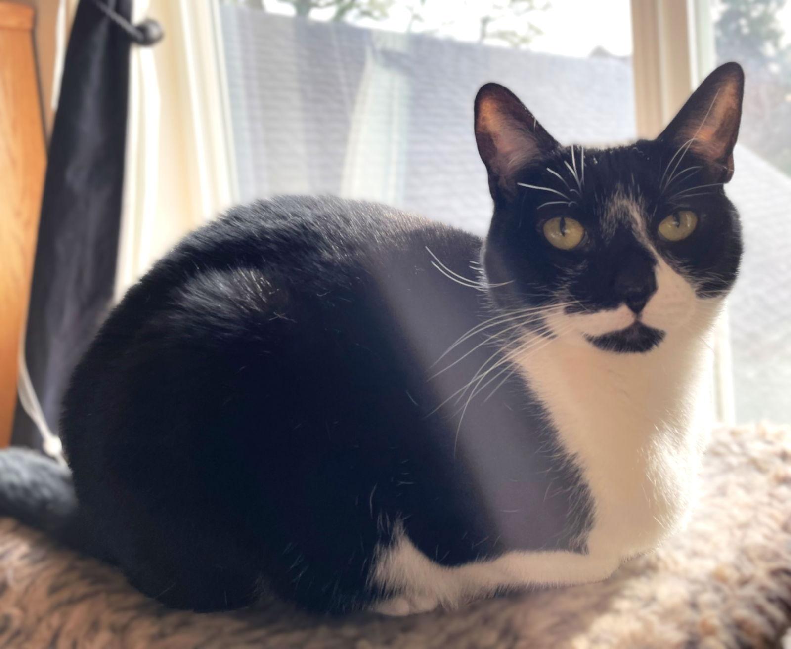 Jack, Adoptable, Adult Male Domestic Short Hair & Tuxedo.