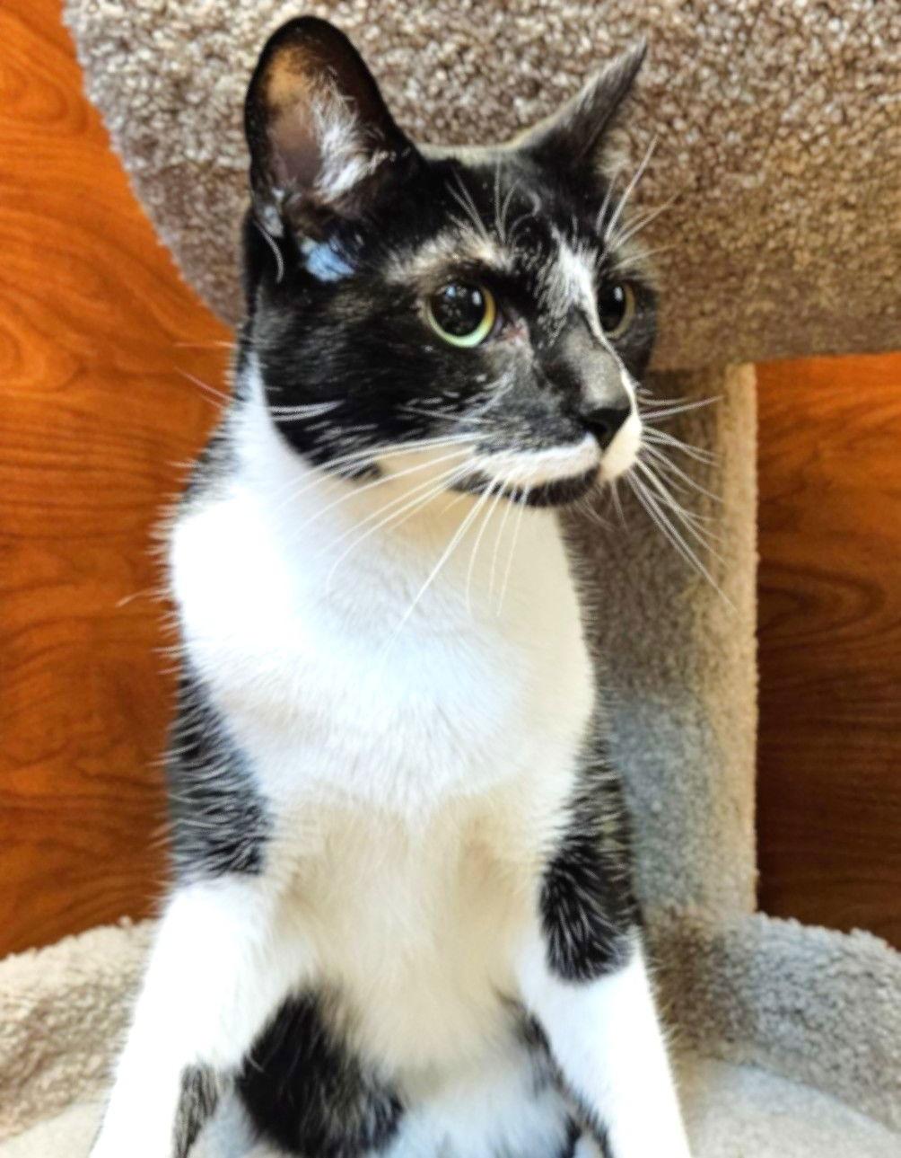 Jack, a Adoptable mixed breed in Springfield, OR image 2/3