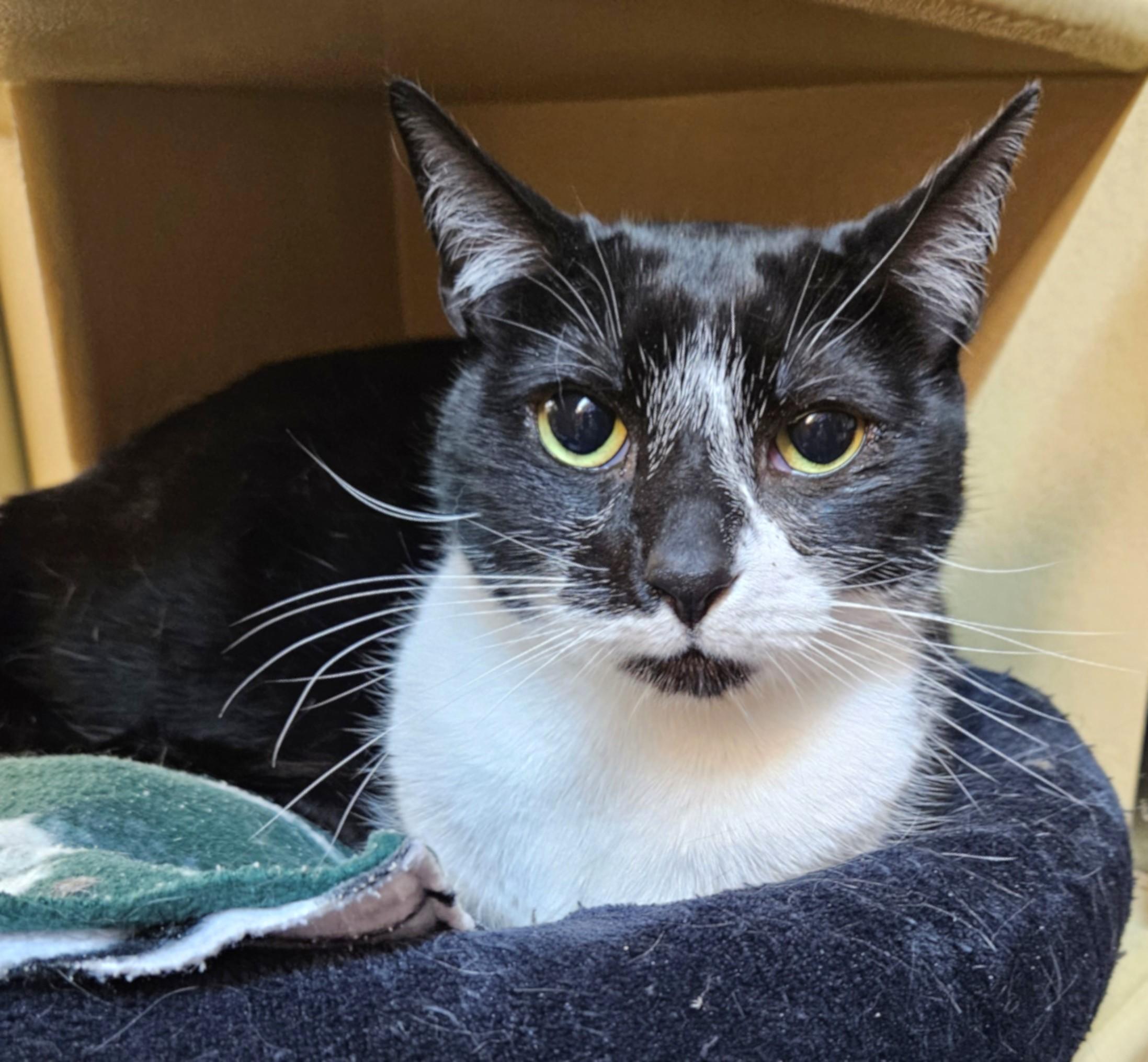 Jack, an adoptable Domestic Short Hair, Tuxedo in Springfield, OR, 97475 | Photo Image 1