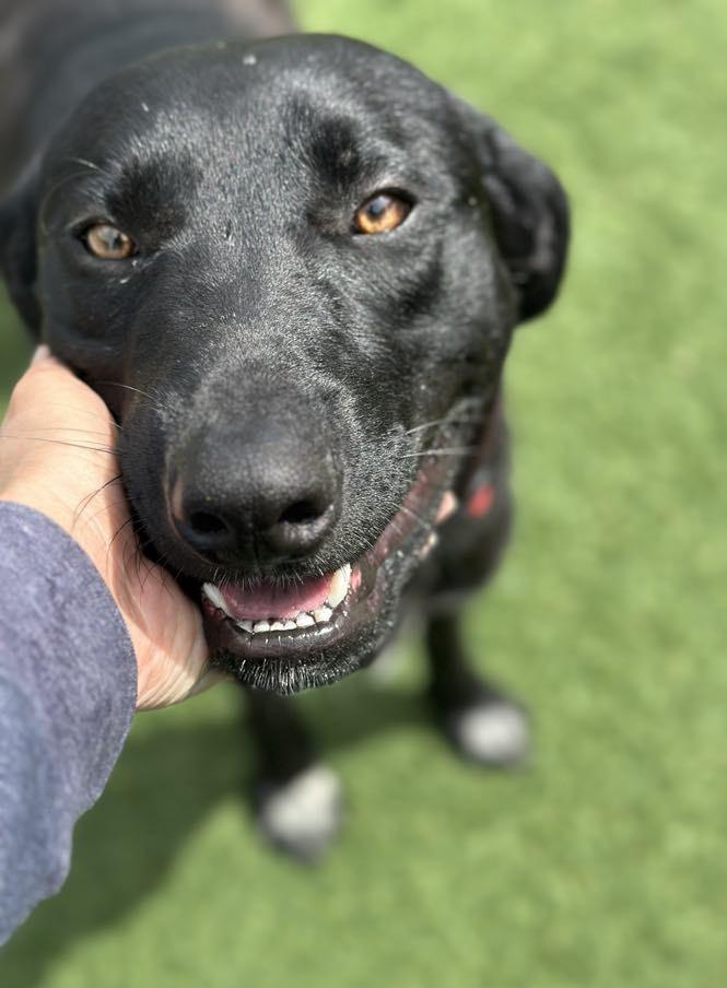 Dax, an adopted mixed breed in Sparta, WI image 3/5