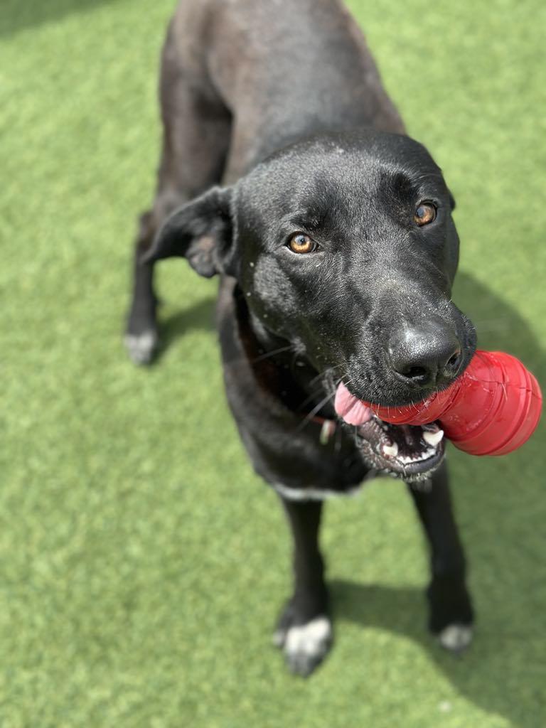 Dax, an adopted mixed breed in Sparta, WI image 5/5