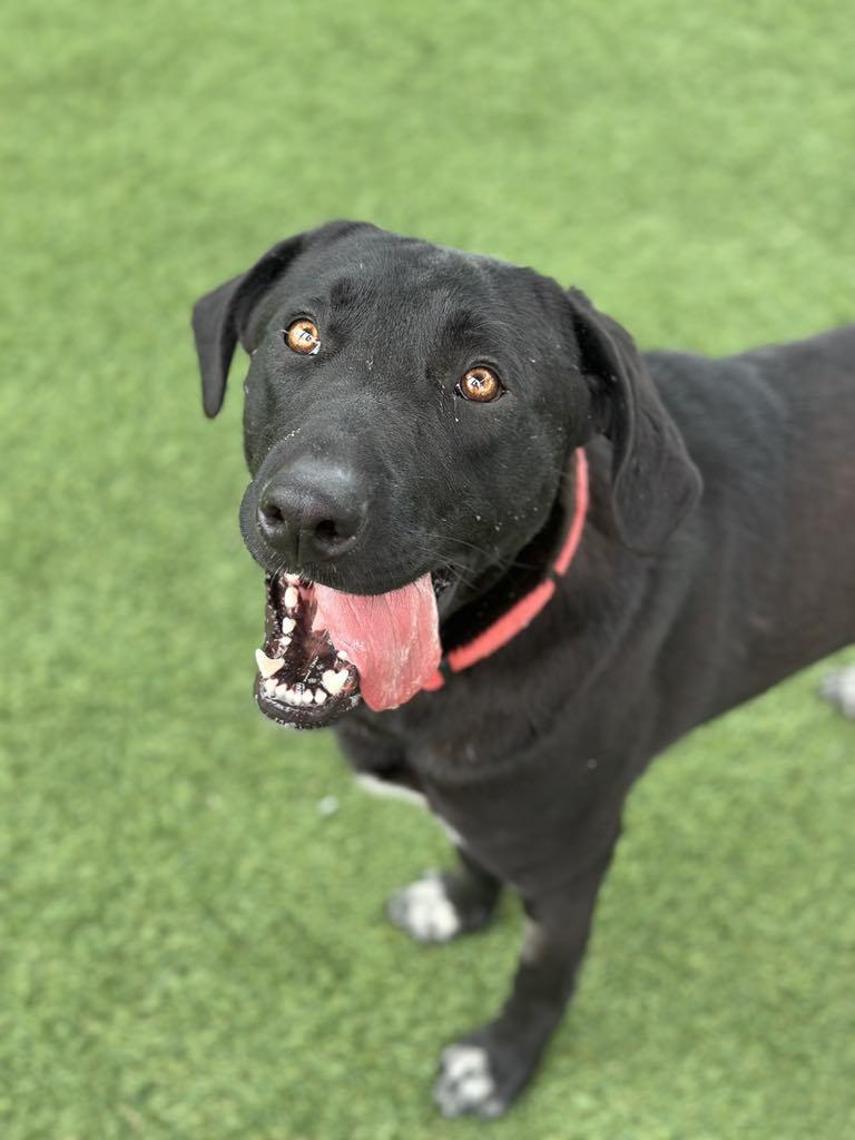 Dax, an adopted mixed breed in Sparta, WI image 1/5