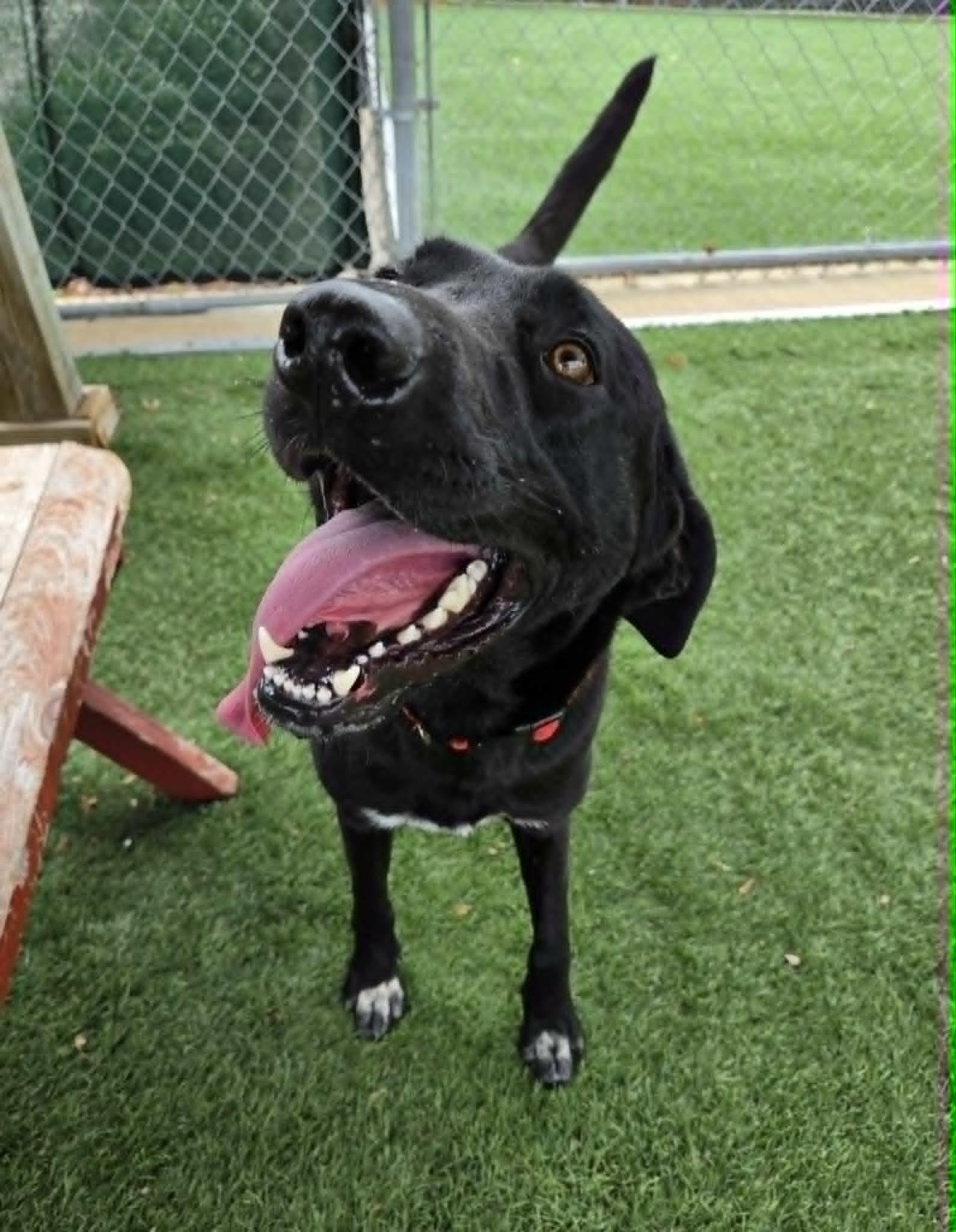 Dax, an adopted mixed breed in Sparta, WI image 2/5