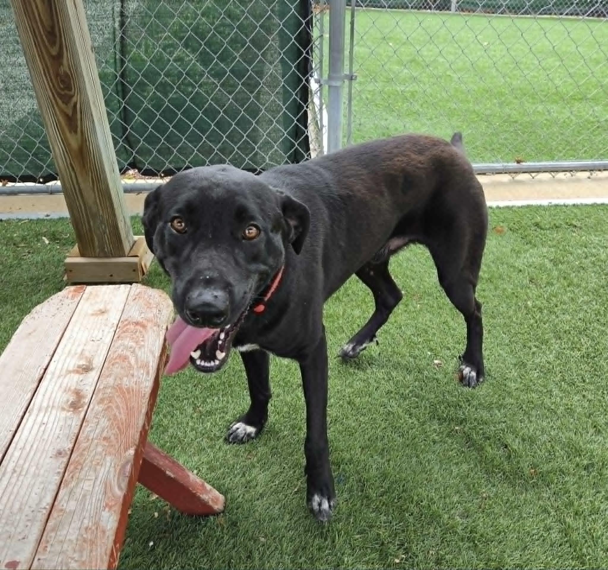 Dax, an adopted mixed breed in Sparta, WI image 4/5