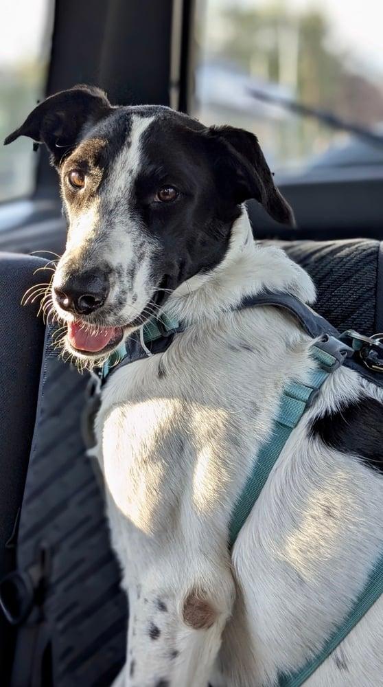 Enlarge Maya, an adopted mixed breed in Bellingham, WA image 1/4