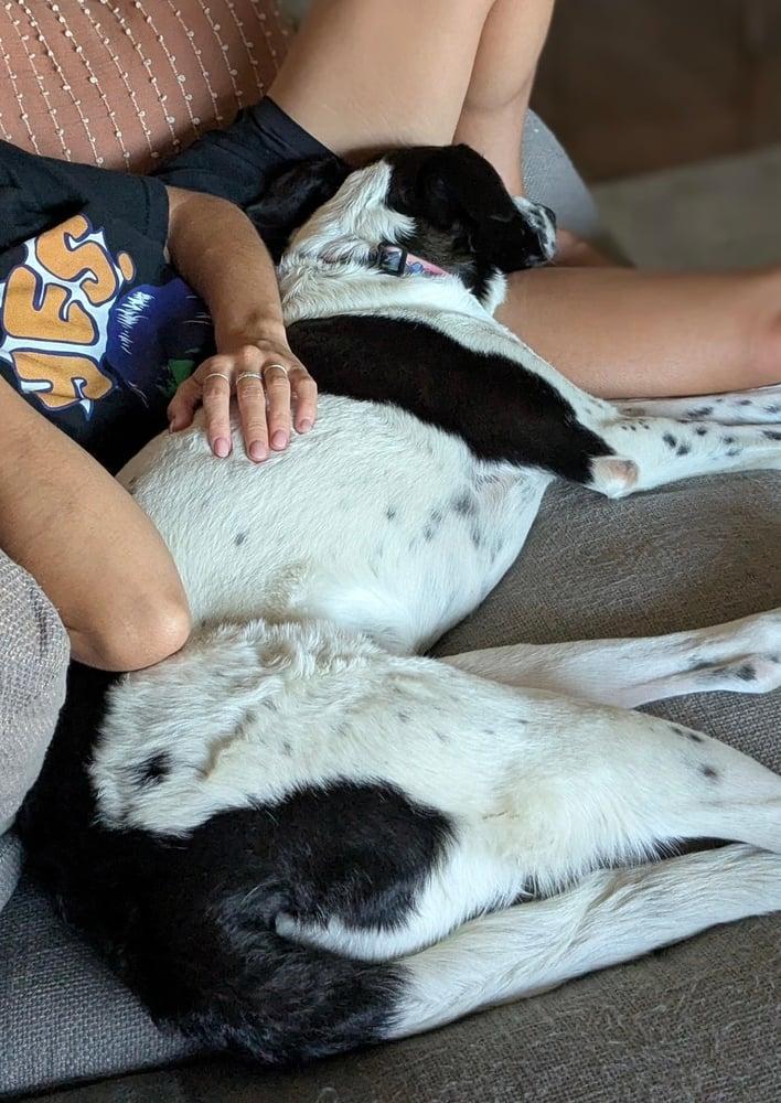 Enlarge Maya, an adopted mixed breed in Bellingham, WA image 4/4