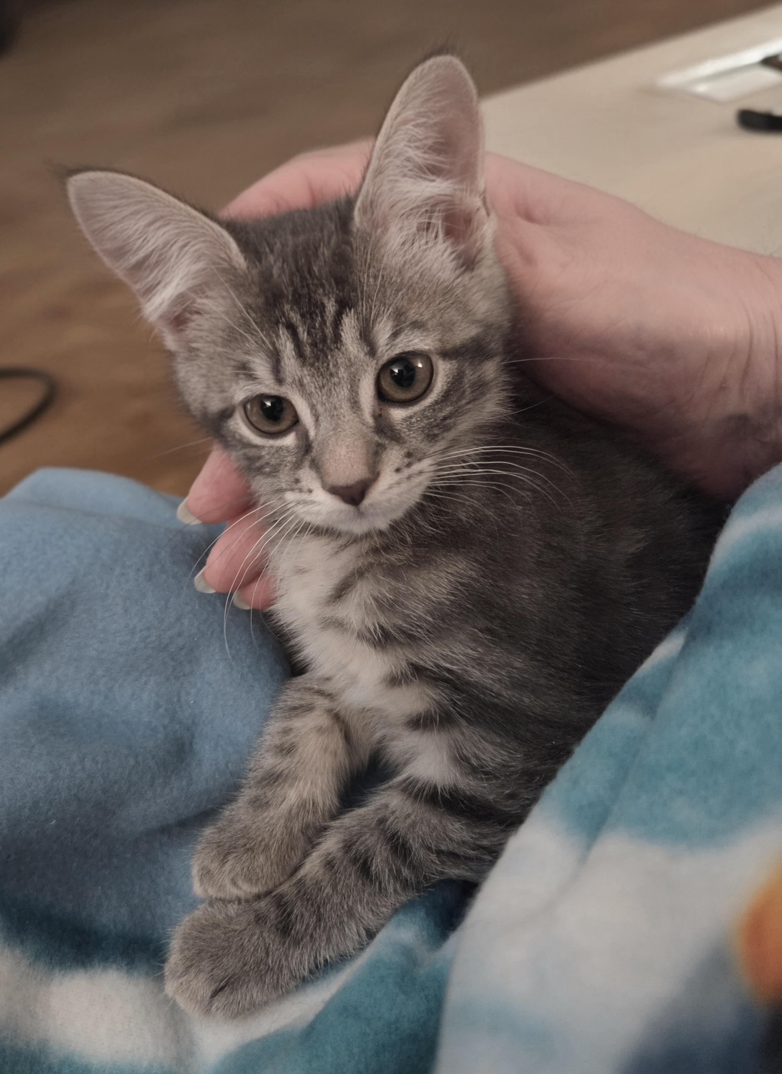 Enlarge Vanessa, an adopted Domestic Short Hair in Middletown, CT image 5/5
