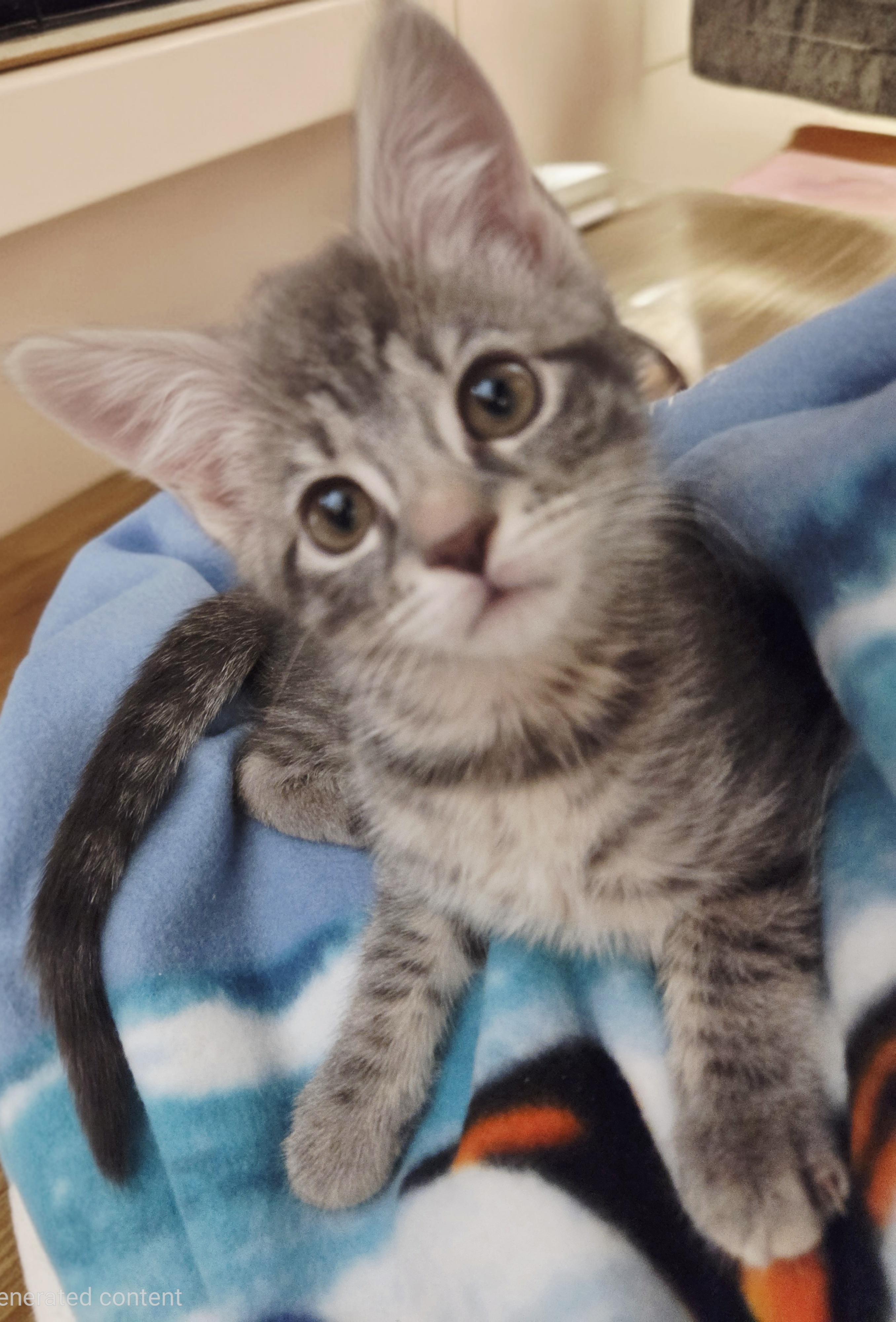 Vanessa, adopted, Kitten Female Domestic Short Hair.