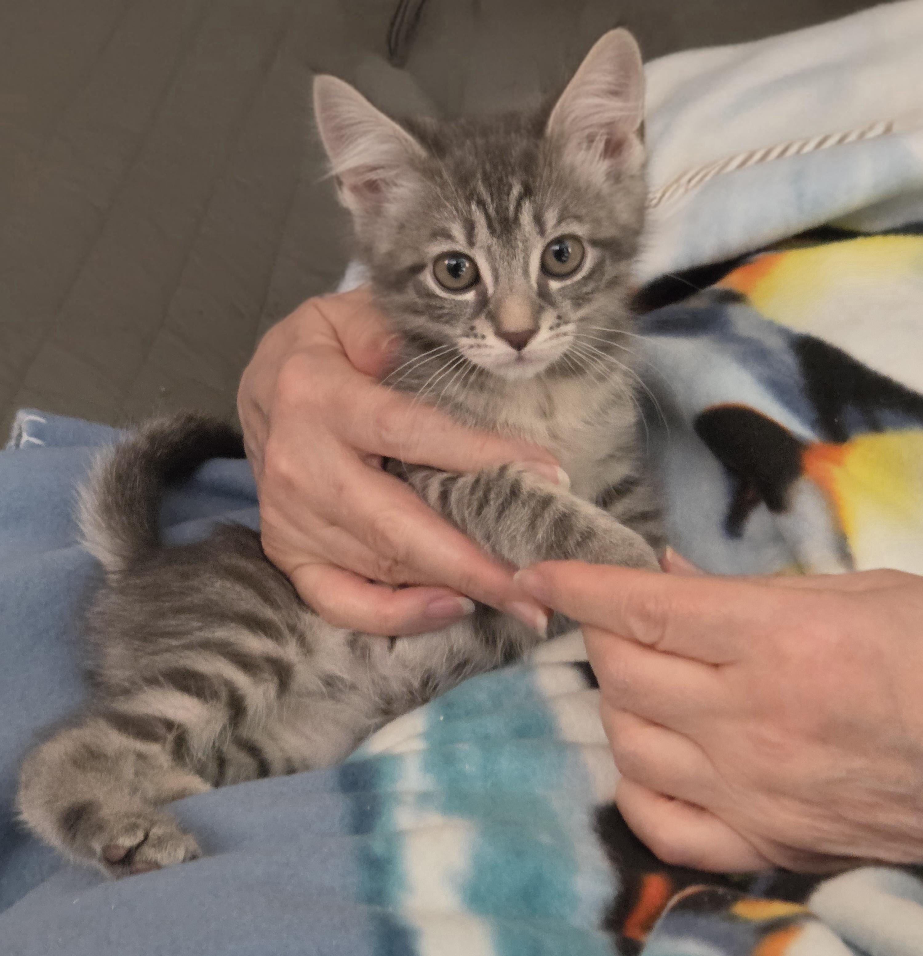 Enlarge Vanessa, an adopted Domestic Short Hair in Middletown, CT image 2/5