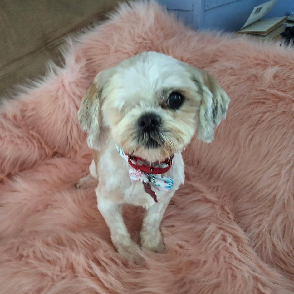 Enlarge Andi, an adopted Shih Tzu in Homer, MI image 1/6