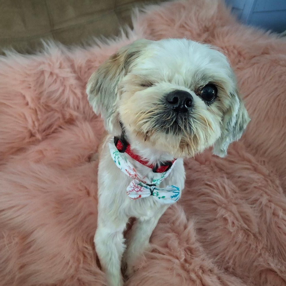 Enlarge Andi, an adopted Shih Tzu in Homer, MI image 4/6
