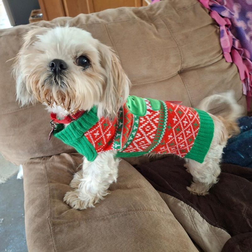 Enlarge Andi, an adopted Shih Tzu in Homer, MI image 5/6