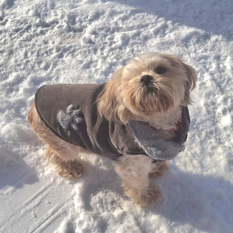 Enlarge Andi, an adopted Shih Tzu in Homer, MI image 2/6