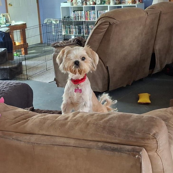 Enlarge Andi, an adopted Shih Tzu in Homer, MI image 3/6