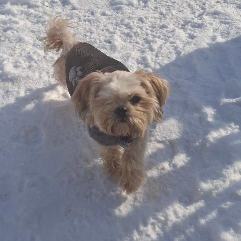 Enlarge Andi, an adopted Shih Tzu in Homer, MI image 6/6