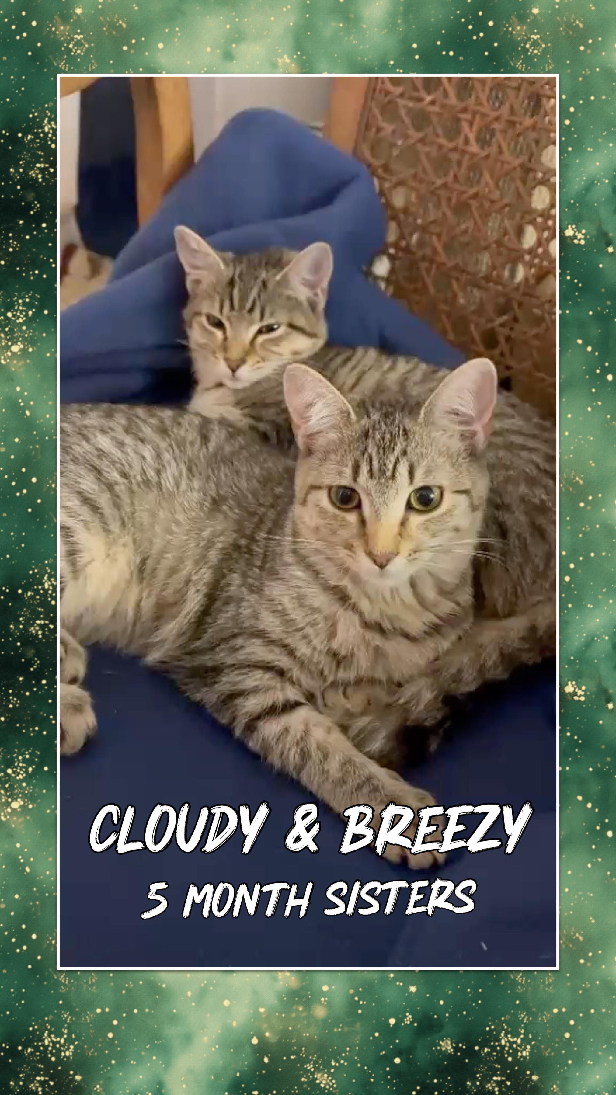 Enlarge Cloudy and Breezy, a Adoptable Tabby in San Juan Capistrano, CA image 1/2