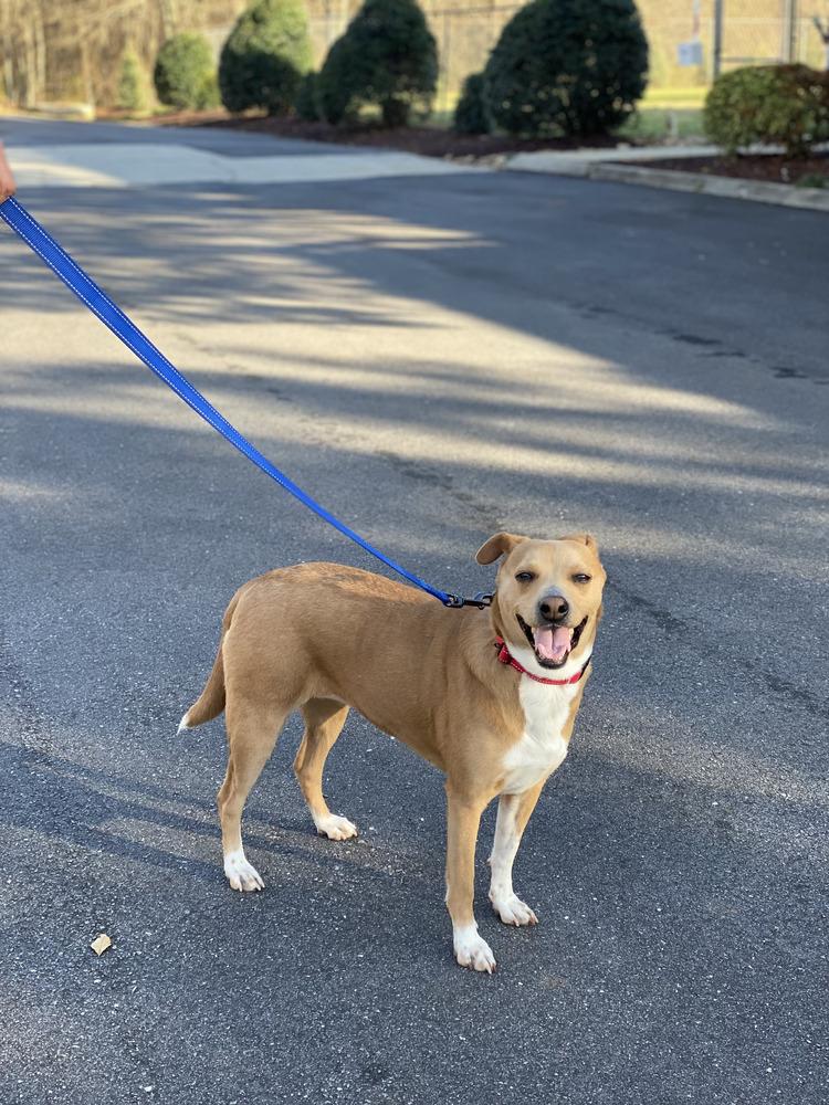 Lacie - PLEASE READ ALL INFORMATION, Adoptable, Adult Female Labrador Retriever & Dachshund.