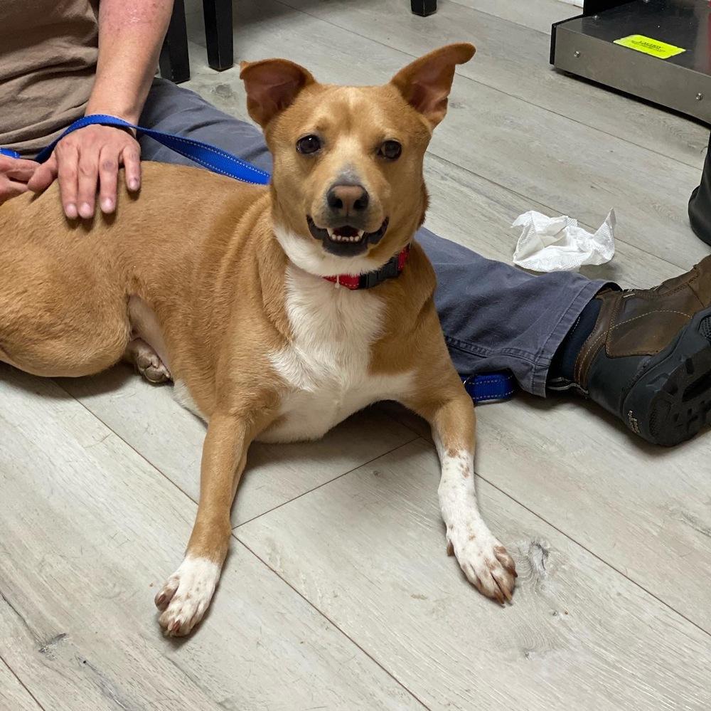 Lacie - PLEASE READ ALL INFORMATION, Adoptable, Adult Female Labrador Retriever & Dachshund.