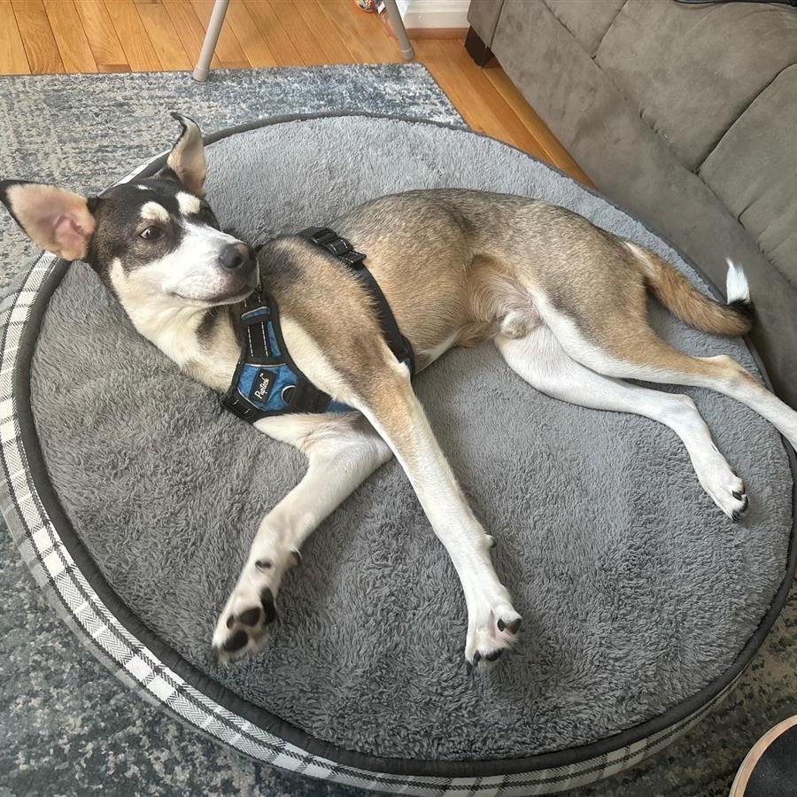 Atticus, Adoptable, Adult Male Husky & Labrador Retriever.