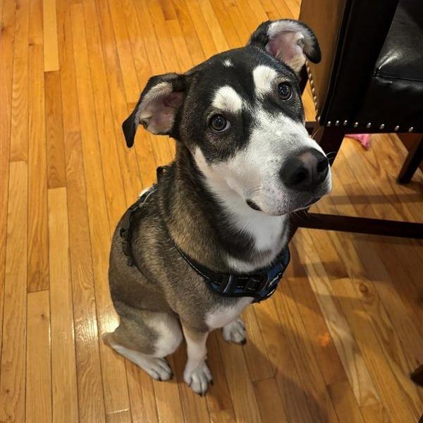 Atticus, a Adoptable mixed breed in Fairfax, VA image 2/2