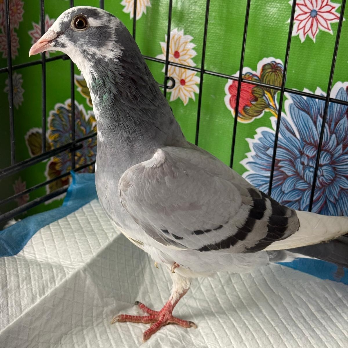 Yorkie, Young Unknown Pigeon