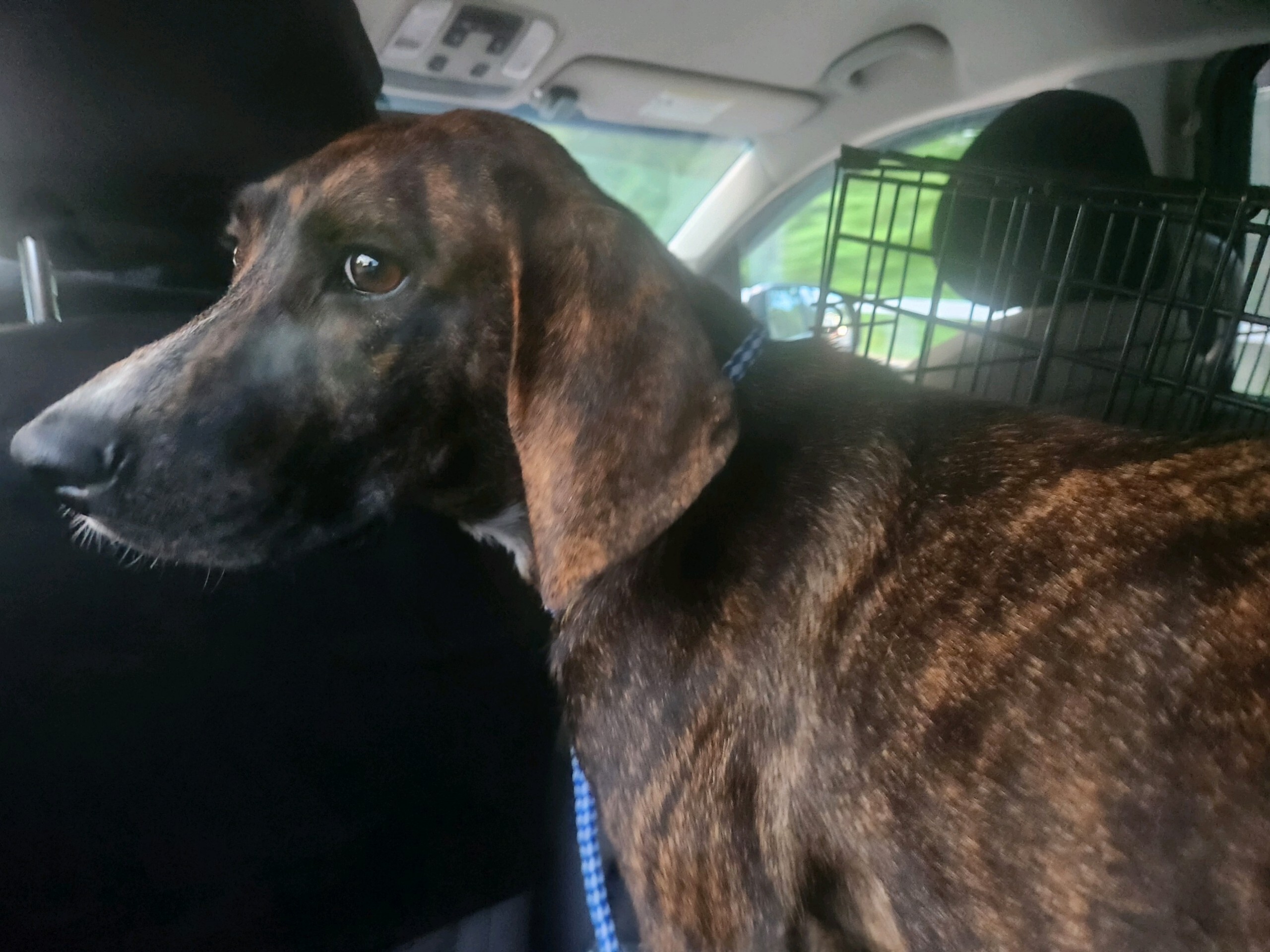 AUTUMN, an adoptable Plott Hound in Rensselaer, NY, 12144 | Photo Image 1