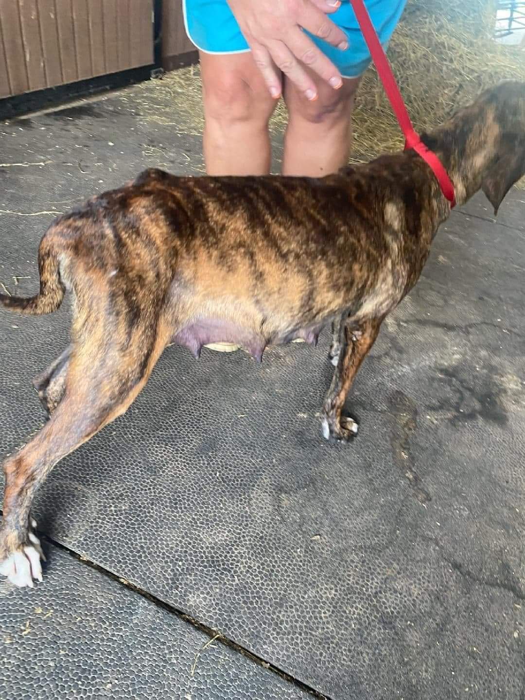 Enlarge AUTUMN, a Adoptable Plott Hound in Rensselaer, NY image 2/4