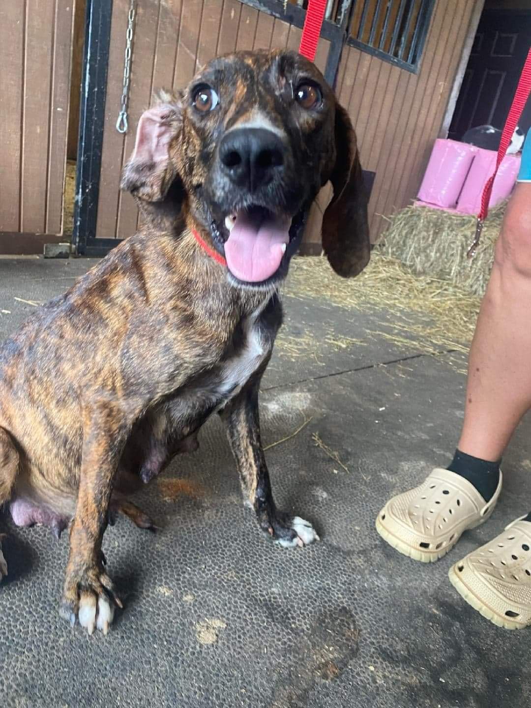 Enlarge AUTUMN, a Adoptable Plott Hound in Rensselaer, NY image 3/4