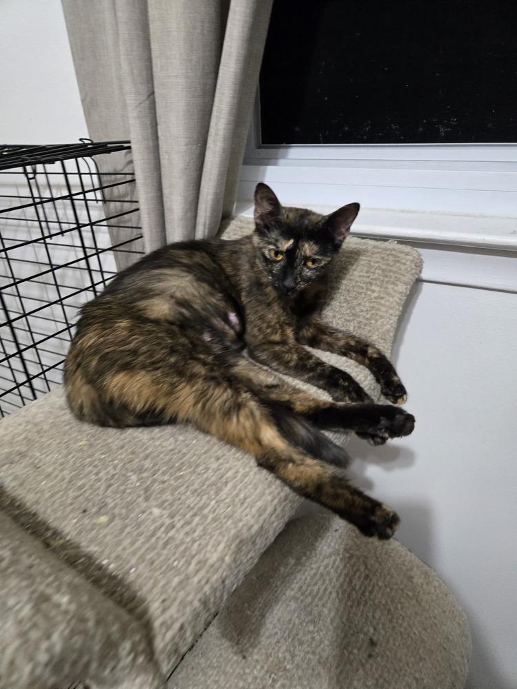 Enlarge Blondie, a Adoptable mixed breed in Plymouth, MI image 1/5