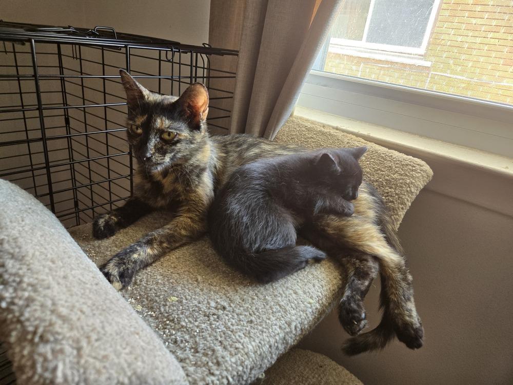 Enlarge Blondie, a Adoptable mixed breed in Plymouth, MI image 2/5