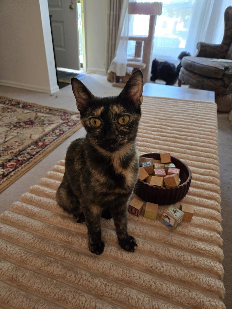 Enlarge Blondie, a Adoptable mixed breed in Plymouth, MI image 3/5