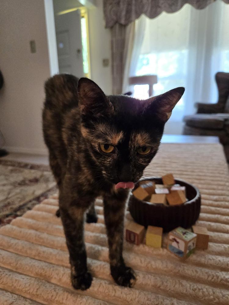 Enlarge Blondie, a Adoptable mixed breed in Plymouth, MI image 4/5