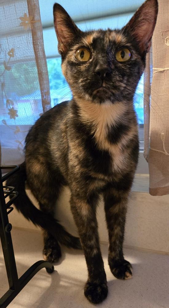 Enlarge Blondie, a Adoptable mixed breed in Plymouth, MI image 5/5