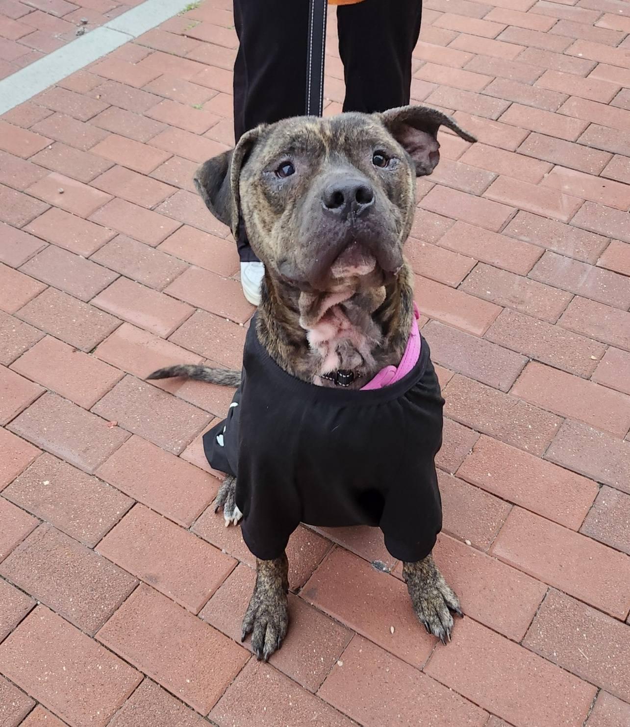 Bear, Adoptable, Adult Male Pit Bull Terrier.