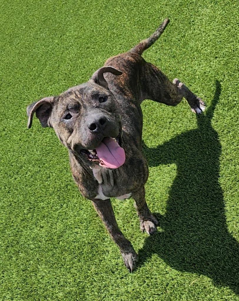 Bear, Adoptable, Adult Male Pit Bull Terrier.