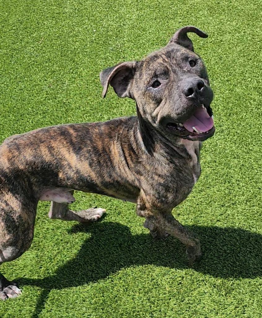 Bear, a Adoptable Pit Bull Terrier in Frankfort, KY image 3/3