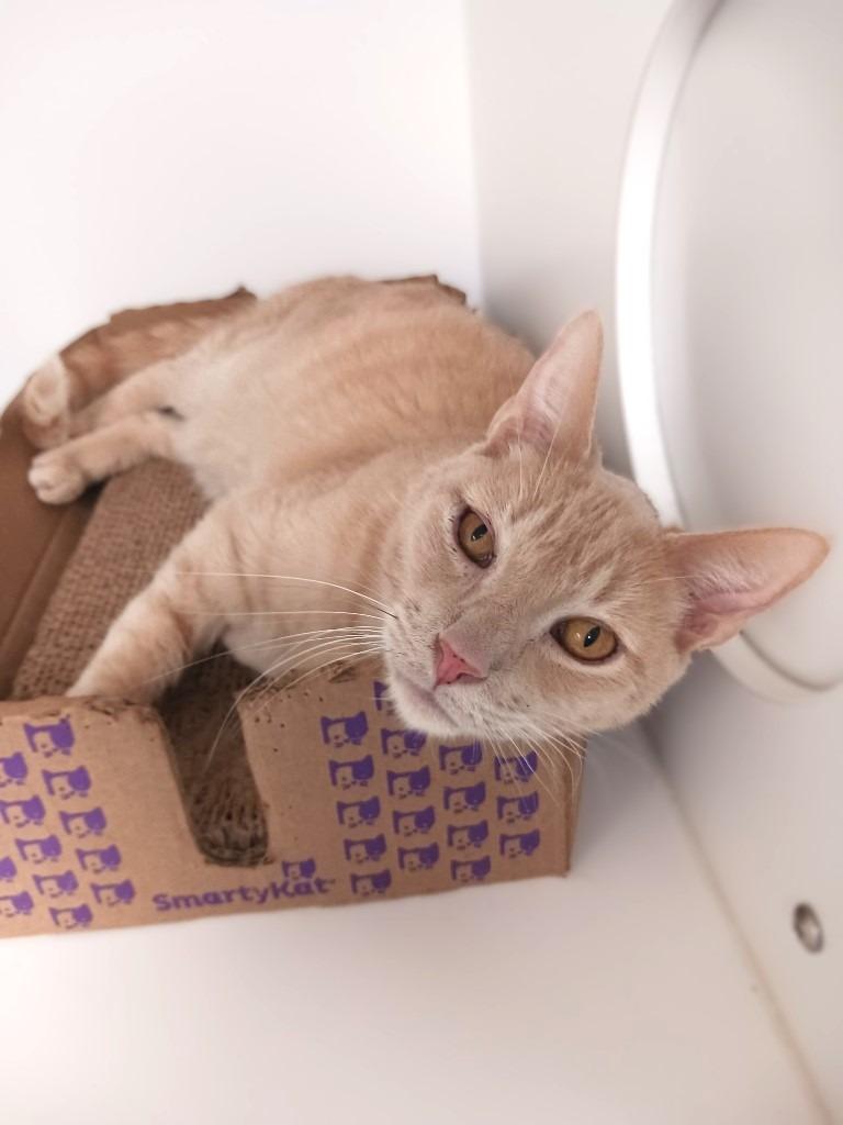 Toby, Adoptable, Adult Male Domestic Short Hair.