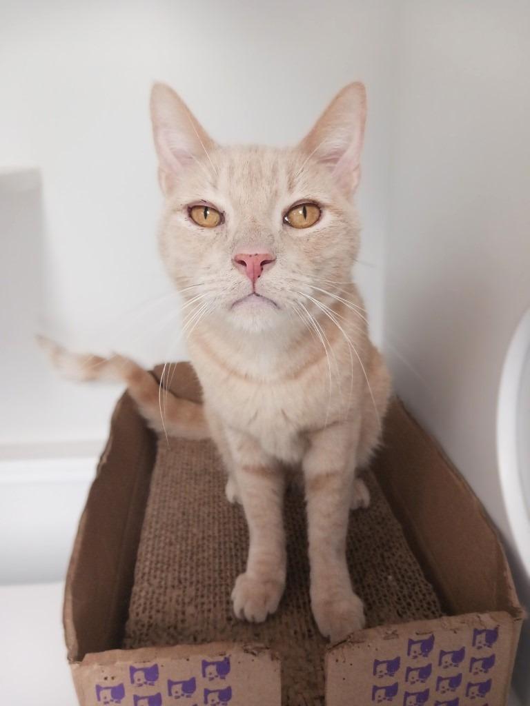 Enlarge Toby, a Adoptable mixed breed in Prairie du Chien, WI image 2/3