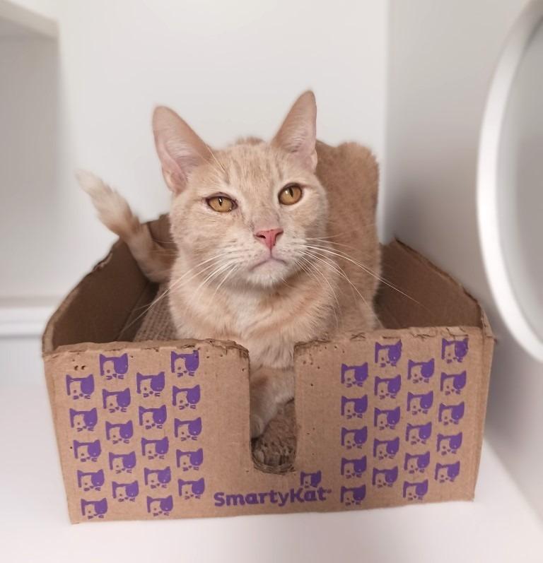 Enlarge Toby, a Adoptable mixed breed in Prairie du Chien, WI image 3/3